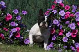 BOULEDOGUE FRANCAIS 841